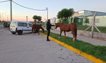 Secuestran caballos sueltos en barrio Emili Bestani y los retiran de la vía pública