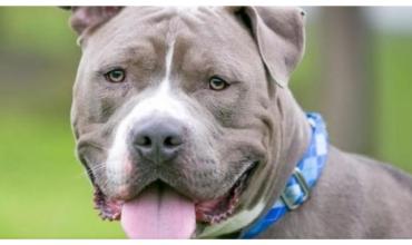 Un jubilado intentó separar a tres perros que se peleaban, pero lo mordieron y murió desangrado