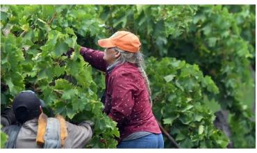 Crisis sin fin: la yerba mate se paga hoy a la mitad del valor de equilibrio que piden los productores