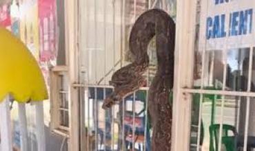 Hallan una lampalagua en un comercio de Salta: cómo fue el operativo de rescate