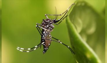 Día Mundial del Dengue: importancia de la prevención frente a una amenaza global en expansión