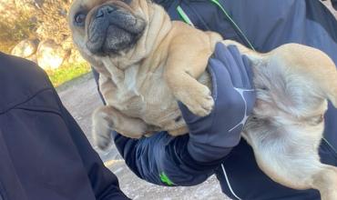Recuperaron un perro que había sido denunciado como robado en la Capital