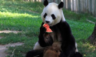 Los animales del zoo de Madrid comen helados para enfrentar la ola de calor: de qué gustos son