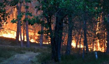 Francia: incendio forestal arrasa con el bosque de Fontainebleau