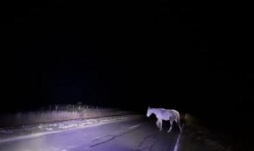 El Jumeal: una camioneta chocó contra un animal suelto en la ruta 78