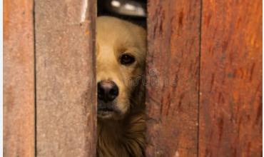 Rescataron a un perro que estaba atrapado y en estado de desnutrición en una vivienda