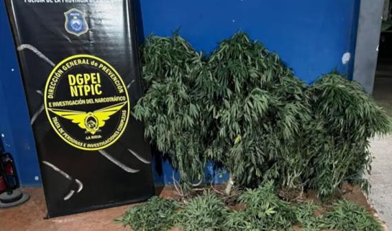 Secuestraron 14 plantas de cannabis en una vivienda de la zona sur de La Rioja