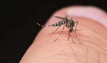 Alarma por posible brote de dengue tras el Súper Niño: qué advierten los especialistas