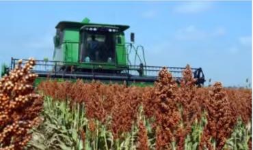 El campo, en alza: Argentina podría convertirse en el tercer exportador mundial de sorgo en 2026/27
