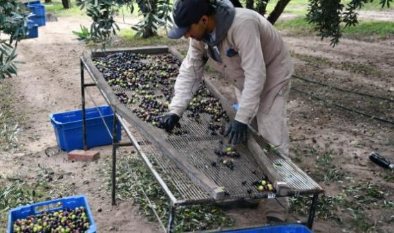 Advierten que las ventas de aceitunas cayeron hasta un 60% y pedirán declarar la emergencia olivícola en La Rioja