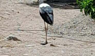 Rescataron una cigüeña americana en el ingreso a Pituil y será cuidada en un refugio hasta que pueda volver a volar