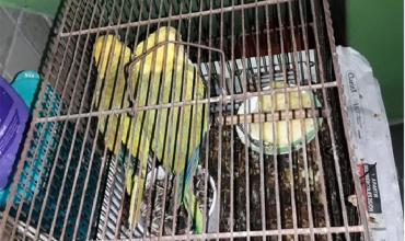 Quilmes: destiñen loros barranqueros y los venden como aves exóticas