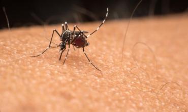 Todo lo que hay que saber sobre la vacuna contra el Dengue: ¿Cuál su precio y quiénes se la pueden aplicar?