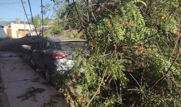 Un árbol aplastó un auto estacionado en Barrio Antártida 4 