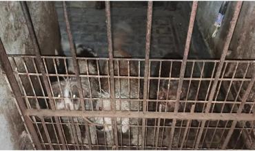 Ocho meses de prisión en suspenso por forzar a perras a parir para vender sus crías