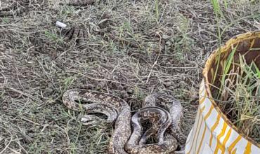 Capturan una serpiente en la Terminal de Ómnibus y la trasladan a su hábitat natural