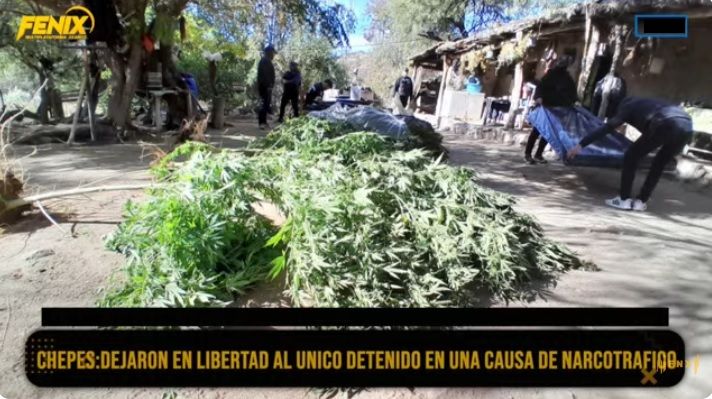 Chepes: Fue liberado el único imputado por tenencia de plantas de marihuana. “Él desconocía totalmente la existencia de esas plantas”, aseguró su abogado