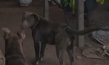 Tragedia en La Plata: un niño de dos años murió con signos de mordeduras y los dueños de los perros hablaron