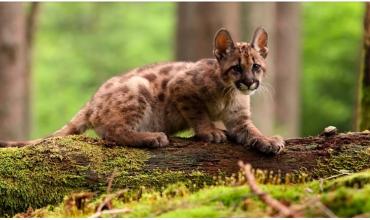 Condenaron al joven de 18 años que mató a un cachorro de puma y filmó la agresión: deberá capacitarse sobre fauna silvestre