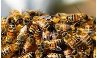 Enjambre de abejas provoca corte de tránsito en Guandacol