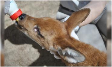 Cuatro años de prisión por ingresar a un campo, cazar y faenar ciervos